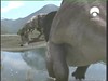30 Big Momma sees cute young triceratops-32263