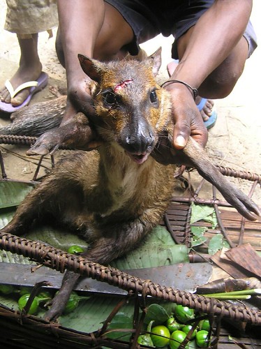 A dead water chevrotain, hopefully in the future less and less of these