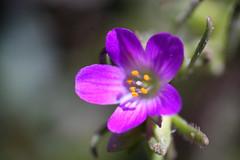 Purple Flower Close Up