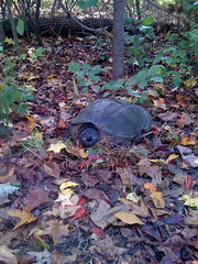 Manasquan Reservoir Snapping Turtle
