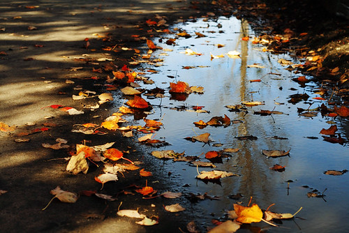 Fall Reflections 4156