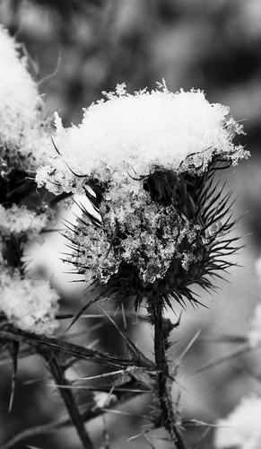 Thistle in first snow - B&W