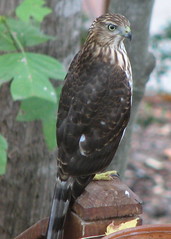 juvenile Cooper's Hawk
