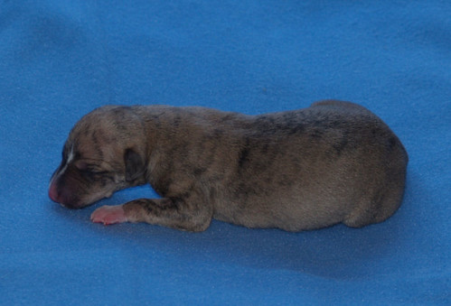 Animagi Welpen (Whippet) / puppys; 1 day old; Rüde6