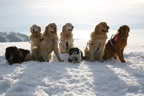 The Alpine Meadows Ski Patrol Rescue Dogs