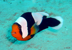 Saddleback clownfish, Okinawa Japan