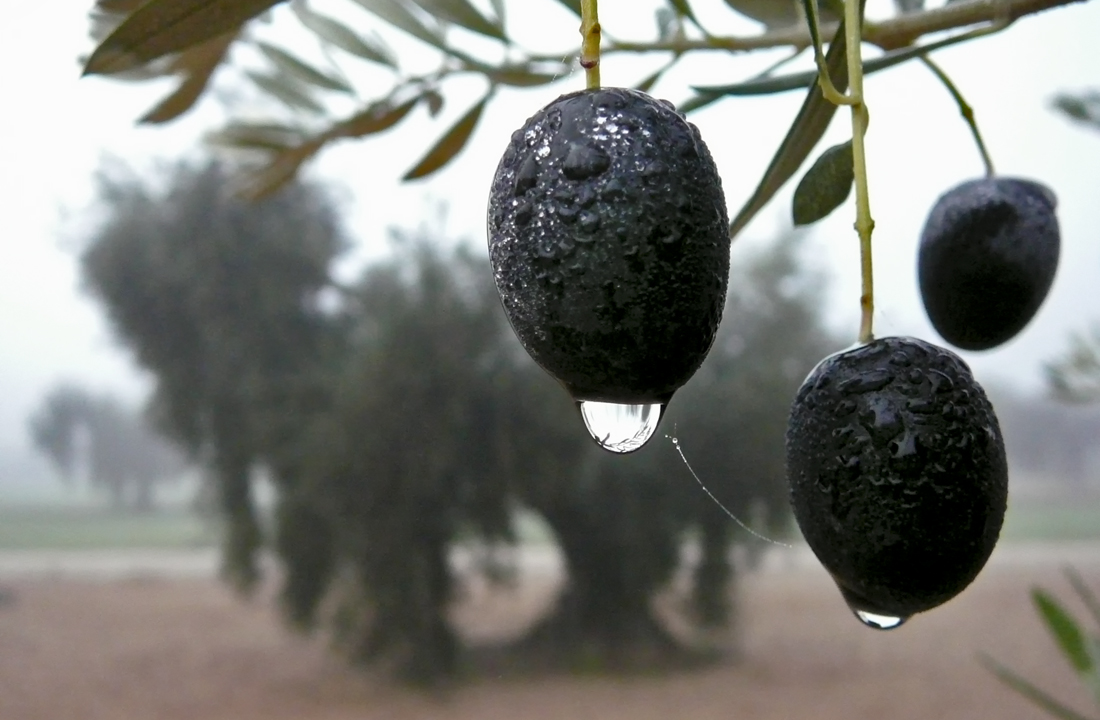 El llanto del olivo