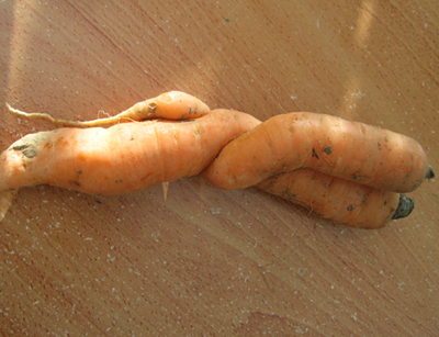 Love Carrots