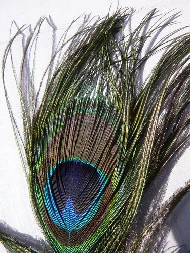 peacock-1110577
