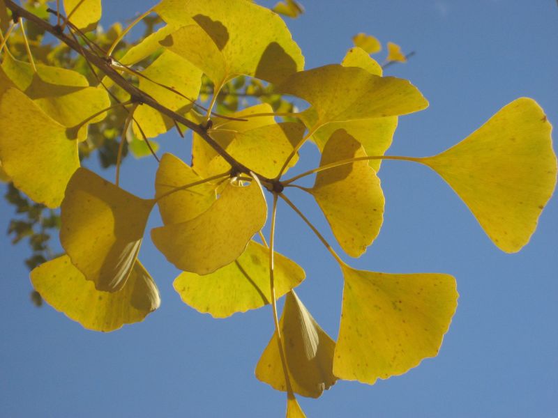Gingko leaves in fall