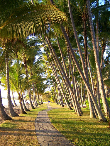 Palm walk