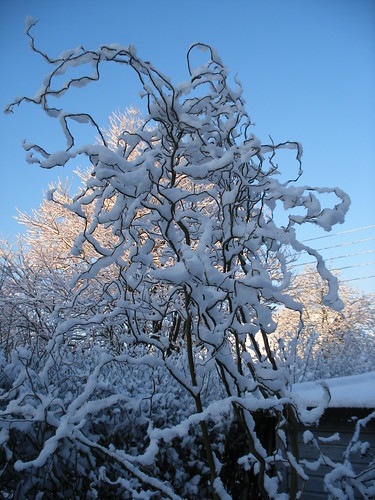 Troldetræ dækket af sne