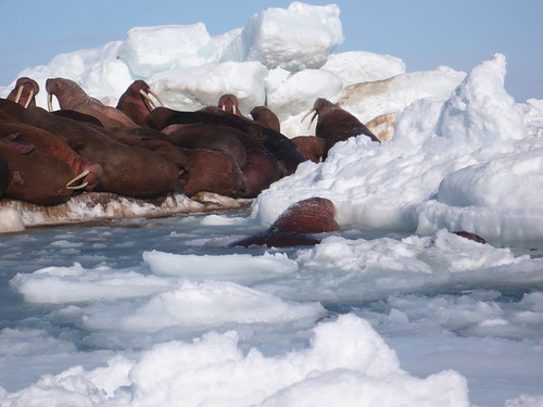 Bering Sea Walrus Research 2