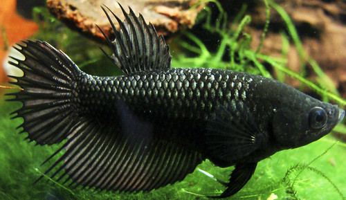 Betta female 1 by bored-now.