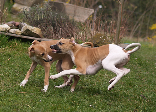 Whippet puppies: Quentin & Anukis (15 weeks)