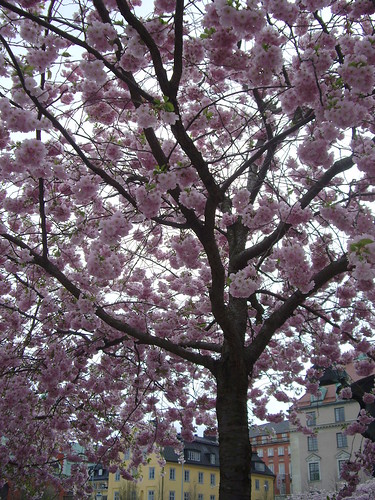 Sakura in Stockholm