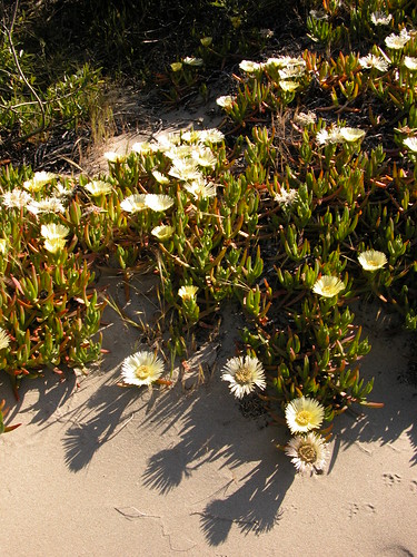 Colonizing the beach - yellow ice plant