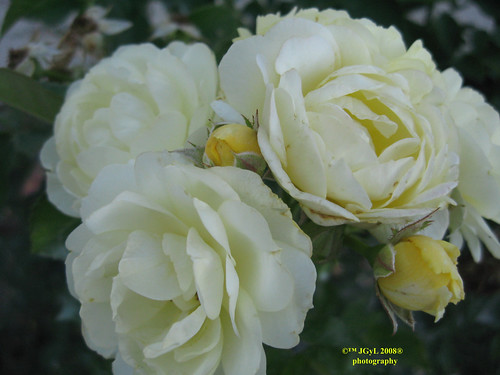 White roses Rosas blancas 2008