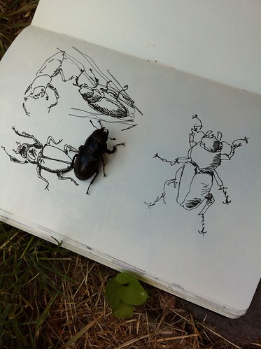 Drawing female Stag Beetle by apple-pine