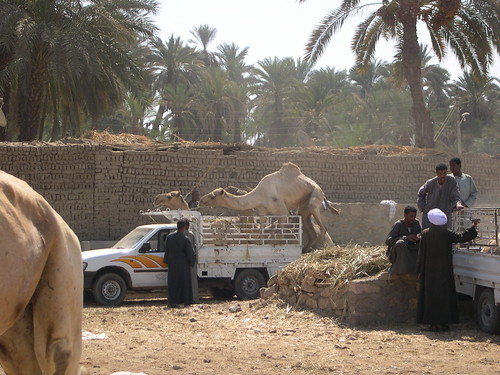Loading Camels ©  upyernoz
