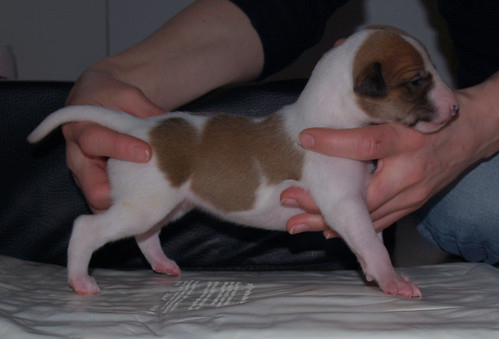 Whippet puppy 13 days: Animagi's Armadillo