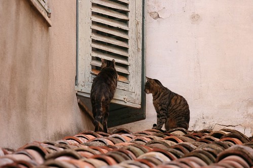 Deux chats sur le toit