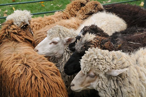 Sheep for shearing