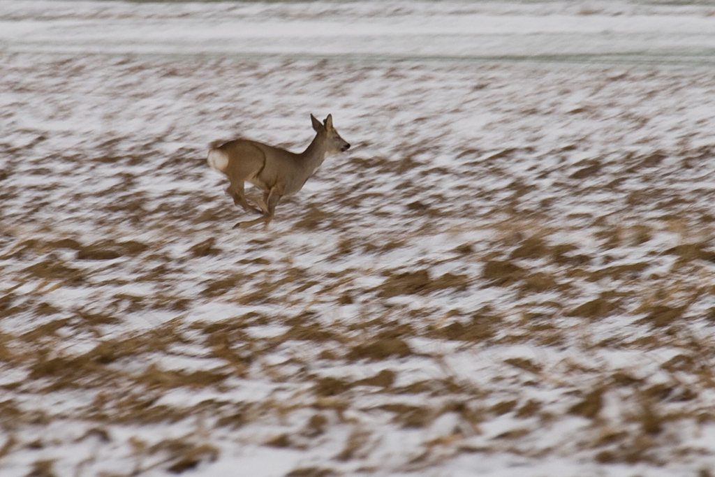Chasing deers-1