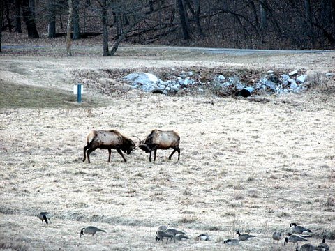 young elk stags fighting