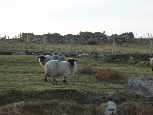 Sheep along the Borve River
