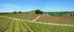 vineyards-el-dorado-county.jpg
