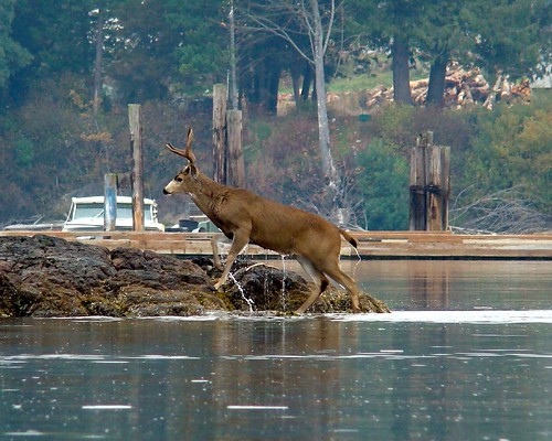 Deer Coming Out of the Water 2