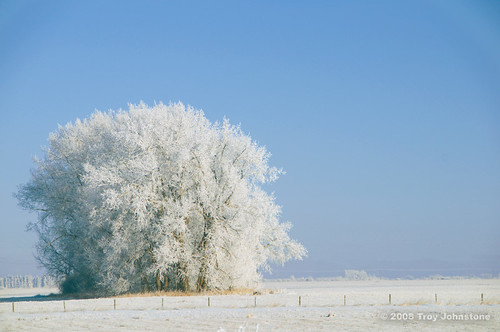 White Stand of Trees