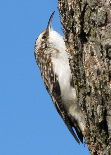 Brown Creeper ... landed next to me today