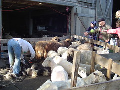watson's sheep shearing