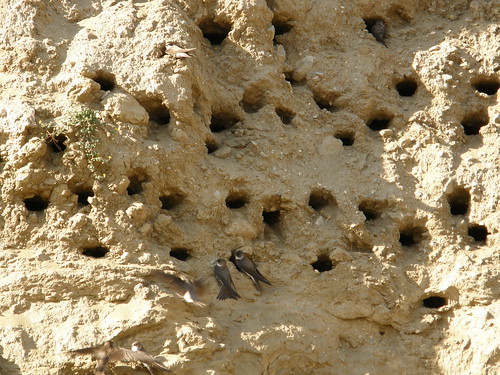 Swallows-nests and Swallows