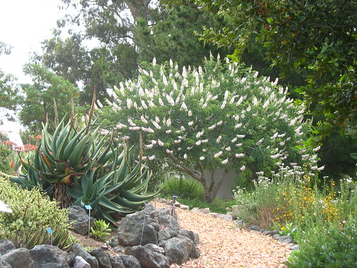 Aloe + Aesculus californica