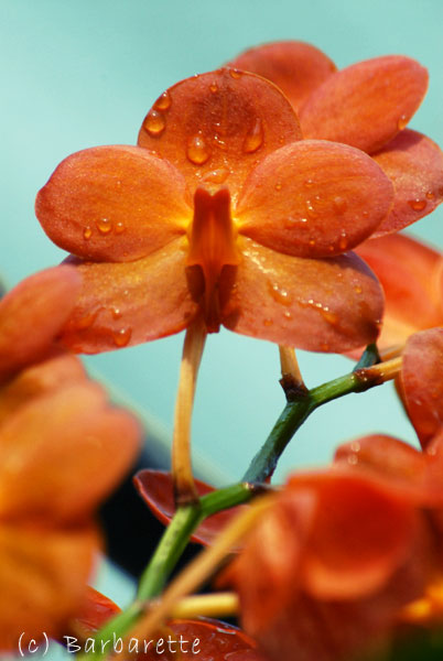 orchidée-orange