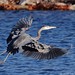 Great Blue Heron Going For the Rocks...Nikon D300 Test...Day Three by ozoni11