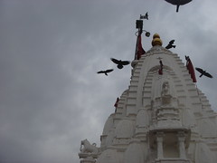 temple birds
