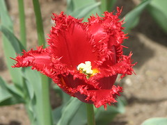 Ragged red tulip