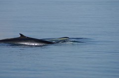 DSC02462 Fin Whale