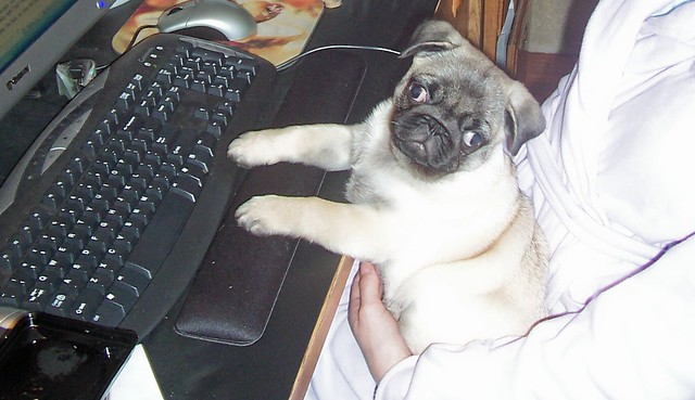 dog using a computer pug