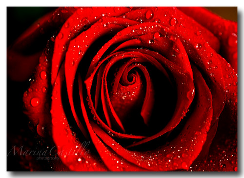 rosas de amor roses of love. ROSA DE AMOR