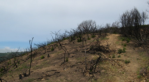 Burnt hillside