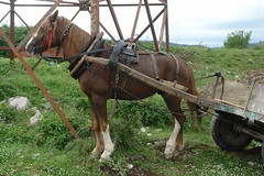 Work horses of Shkodra