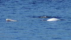 DSC02566 Beluga with calf
