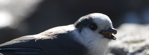 Gray Jay with food