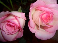 Dad's Roses