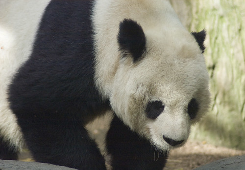 Photo of a panda